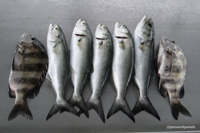 Sheepshead & bluefish, caught off Perdido Beach, Al