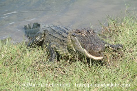 alligator in Cameron Parish, LA