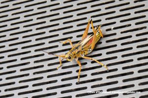 this cricket makes gardeners cringe in FL