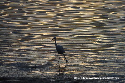 Bird in the late afternoon, St. Pete Beach, FL