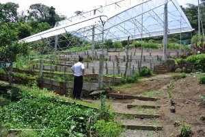 Organic garden, Hotel Belmar