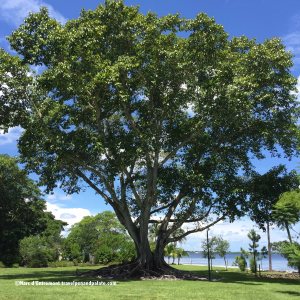 A giant Morton Fig tree