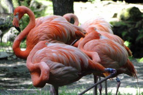 flamingos at Homosassa Springs Wildlife State Park 
