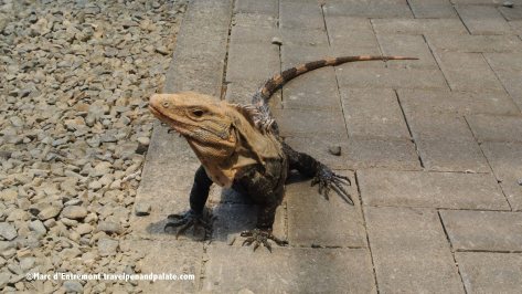 garrobo lizards at El Faro