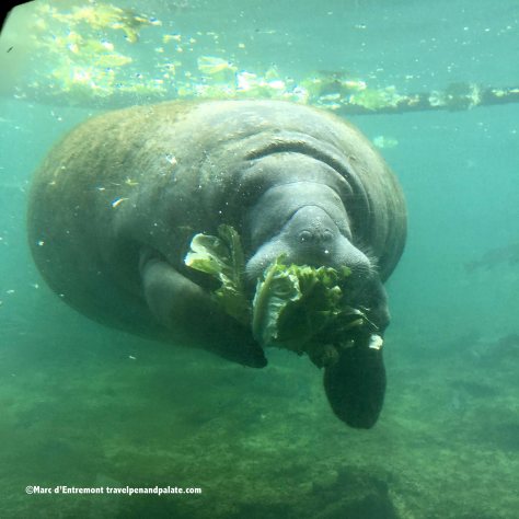 A manatee through the underwater observatory at Homosassa Springs Wildlife State Park 