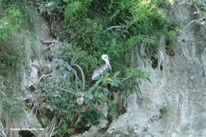 sea birds nesting on cliffs of the islands, Los Arcos Marine Park