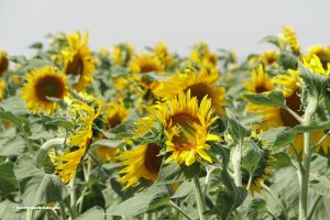 sunflowers blowing in the wind